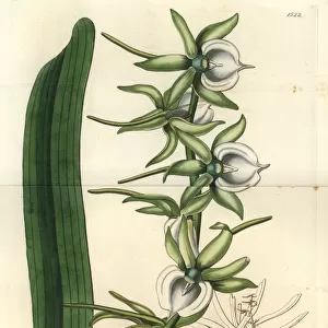 Ivory angraecum orchid, Angraecum eburneum