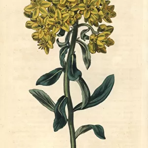 Large-flowered flax-leaved rue, Ruta linifolia