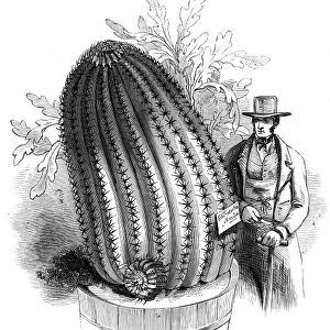 Monster Cactus at the Royal Botanic Gardens, Kew, 1845