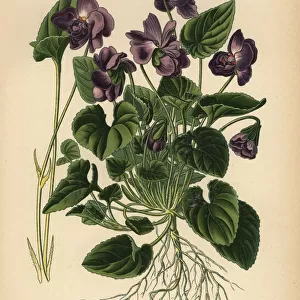 Parma violet, Viola odorata