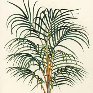 Princess palm, Dictyosperma album var. aureum