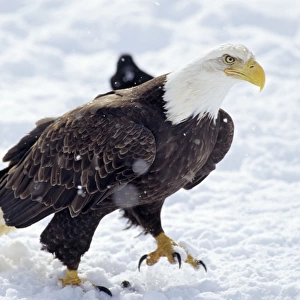 Bald Eagle - walking across snow covered ground. BE7800