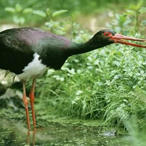 Black Stork Foraging for food in pond