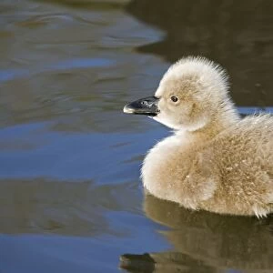 Black Swan - Young cygnet. Slimbridge, UK