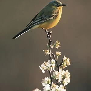 Blue-headed Wagtail on top of blossom Belgium