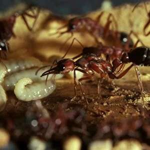 Bulldog ant - queen showing wing muscles, in artificial nest chamber with workers