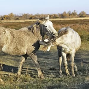 Camarge Horses - two fighting