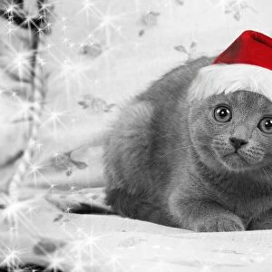 Cat - Chartreux kitten wearing Christmas hat Digital Manipulation: Hat Su, B&W, stars