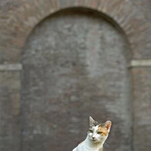 Cat - Ginger and white cat on stone wall - pyramid of Caius Cestius - Rome - Italy
