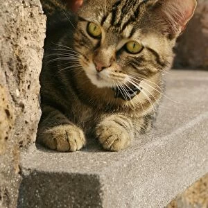 Cat Lying on ledge