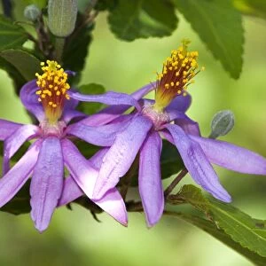Cross-berry Flowers - bark and leaves with medicinal properties - Grahamstown - Eastern Cape - South Africa