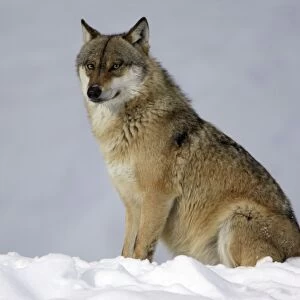 European Wolf - animal sitting in snow, resting, winter Bavaria, Germany