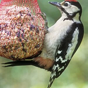 Great Spotted Woodpecker Male