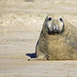 Grey Seal - bull on beach, Donna Nook seal sanctuary. Lincolnshire, UK