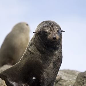 Guadalupe Fur Seal - Isla San Benito, Baja California, Mexico