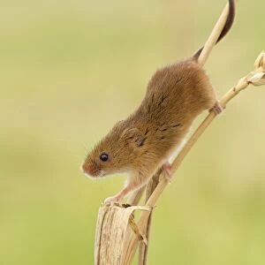 Harvest Mouse - climbing down wheat stem looking for food- July - Staffordshire - England