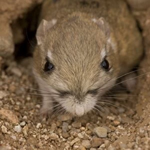Kangaroo Rat - Close-up of head and face, coming out of hole. Arizona, USA - Habitat is sandy waste areas-sand dunes-sometimes hard packed soil - Spends days in deep burrows in the sand which it plugs to maintain stable temperature