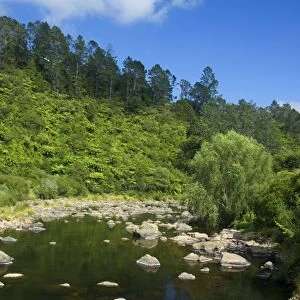 Karangahake Gorge - river flowing through Karangahake gorge surrounded by native rainforest with lots of tree ferns Waikato, North Island, New Zealand