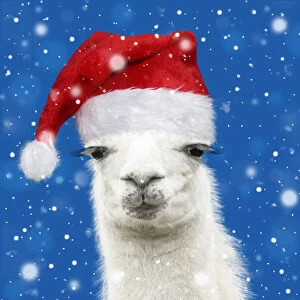 Llama with big eye lashes wearing Christmas hat