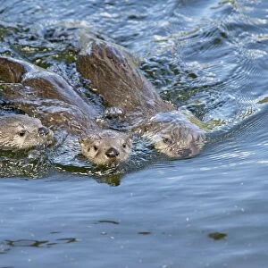 Northern River Otter - pups swimming - Northern Rockies - Montana - Wyoming - Western USA - Summer _D3A4772