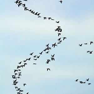 Pink-footed Geese - skein in morning sky, Lindisfarne National Nature Reserve, Northumberland, autumn, England