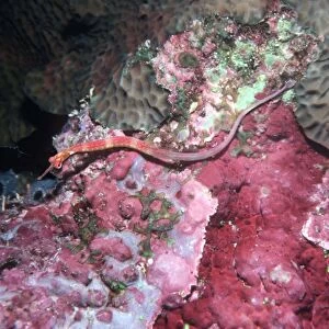 Red Banded Pipefish - Lives on sponges and corals of a similar colour. Ambon, Indonesia, Indo Pacific PIP-012
