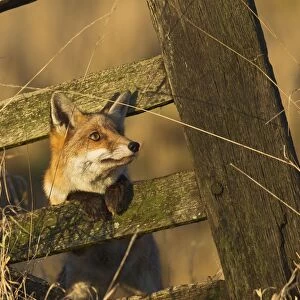 Red Fox - looking through old gate - controlled conditions 15242
