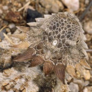 Regal Horned Lizard - showing pineal gland on head which is light sensitive - third-eye - Arizona USA