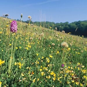 Rich Chalk Grassland - with flowers including Orchids & Trefoil Oxon, UK