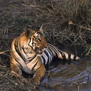 Royal Bengal / Indian Tiger - in jungle pond Bandhavgarh National Park, India