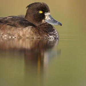 Tufted Duck. Waterlevel perspective of female. Cleveland, UK