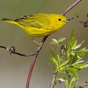 Yellow Warbler Connecticut USA