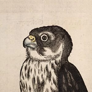 1560 Gesner Merlin Falcon bird of Prey