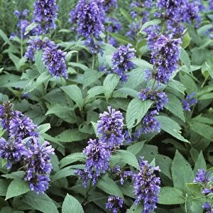 Catmint (Nepeta subsessilis)