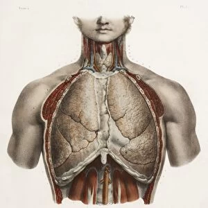 Chest anatomy, 19th Century illustration