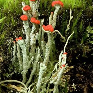 Cup lichen (Cladonia floerkeana)