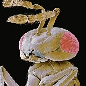 Parasitic wasp, SEM