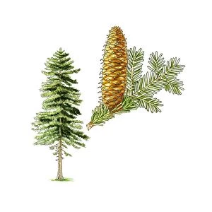Silver fir (Abies alba) tree, artwork C016 / 3339