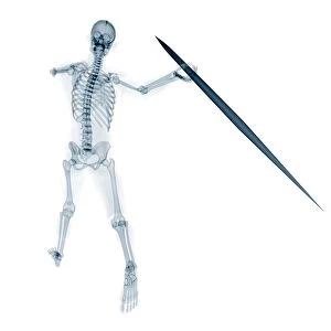 Skeleton throwing javelin, artwork F008 / 2709