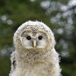 Young ural owl