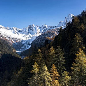 Clear sky over the snowcapped Sciore mountains and Cengalo peak framed by woods in autumn, Val Bregaglia, Graubunden, Switzerland, Europe