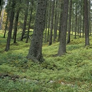 Coniferous woods