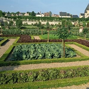 Herb and kitchen gardens, Chateau Villandry, Centre, France, Europe