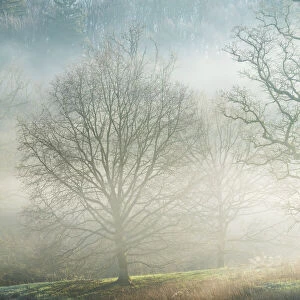 Winter trees in morning mist, Stourhead, Wiltshire, England, United Kingdom, Europe