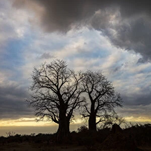African Boabab trees silhouetted at sunrise under a stormy sky, Lower Zambezi National Park, Zambia
