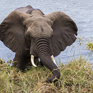 African elephant eating reeds on the bank of the Chongwe River, Lower Zambezi National Park, Zambia