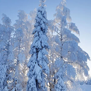 Boreal forest with snow covered birches and spruces in winter - Finland