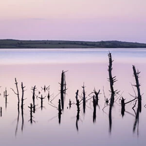 Dead trees in Colliford Reservoir, Cornwall, England. Spring (March) 2021