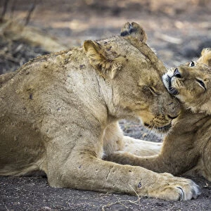 Lioness with cub, Lower Zambezi National Park, Zambia
