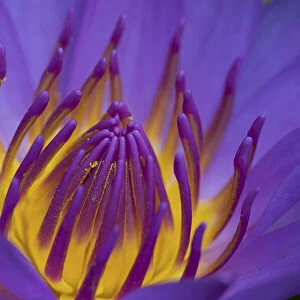 Purple water lily, Dhaka, Bangladesh